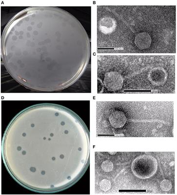 Characterizations of novel broad-spectrum lytic bacteriophages Sfin-2 and Sfin-6 infecting MDR Shigella spp. with their application on raw chicken to reduce the Shigella load